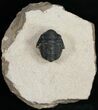 Gerastos Trilobite Fossil From Foum Zguid - #10998-5